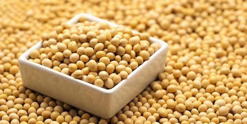 青島港散貨船大豆進(jìn)口鑫潤豐專業(yè)代理